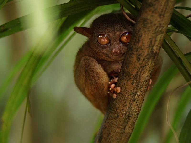 Ağaçta tarsier maymunu