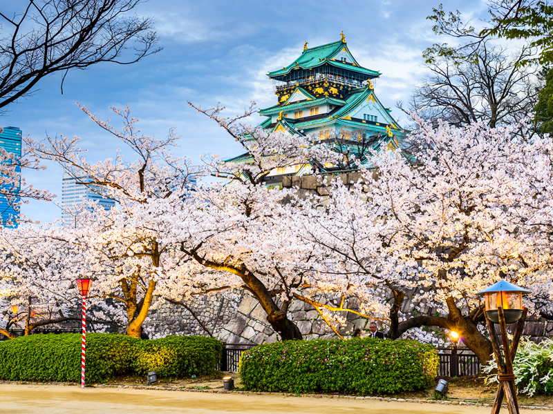 Kiraz ağacı çiçekleri arasından Osaka kalesi