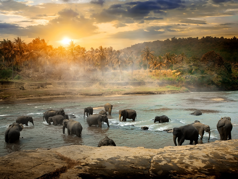 Srilanka pinnawala fil yetimhanesindeki fillerin nehirde yıkanmaları ve gün batımı