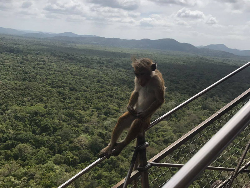 Srilanka'nın uçsuz bucaksız yeşil doğasını arkasına almış maymun