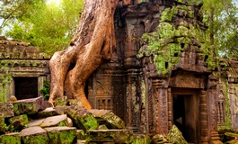 Ta Prohm Tapınağı Siem Reap Kamboçya