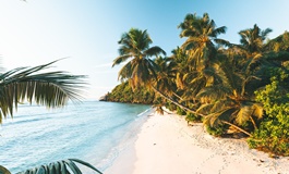 Palmiye ağaçları arasından görünen sahil Seyşeller