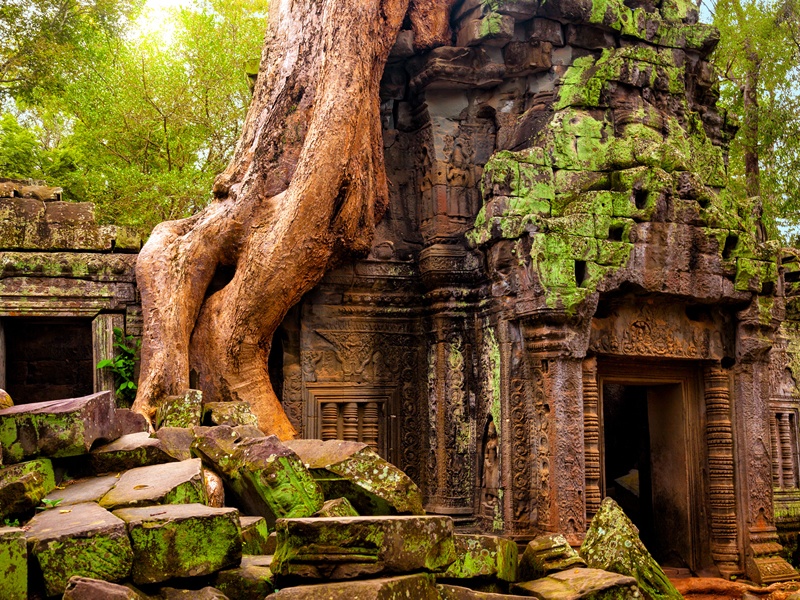 Kamboçya Angkor Wat tapınağında ağaç kökleri
