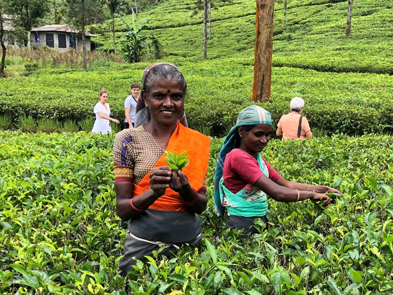 Nuwara Eliya'da çay bahçelerinde çay toplayan Sri Lanka'lı kadınlar