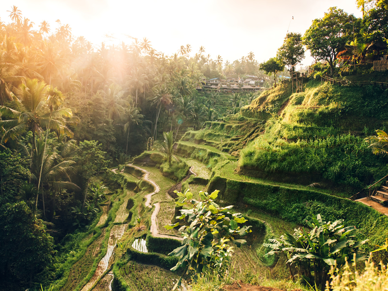 Bali'de gün batımında pirinç terasları