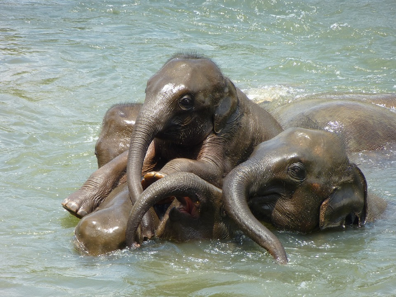 suyun içerisinde birbirleri ile oynayan bebek filler