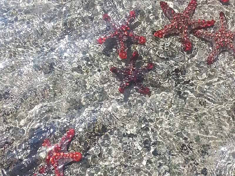 Şeffaf suyun içerinde görünen bir kaç tane kırmızı deniz yıldızı