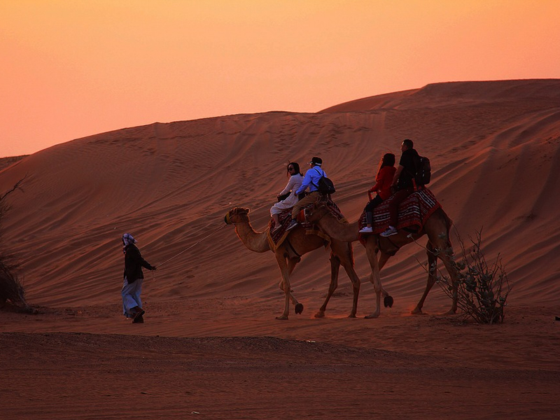 Dubai çölünde gün batımı altında sırtlarında turistlerin olduğu iki deve