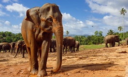 Mavi gökyüzü altında yakından görüntülü fil ve arkasında bir çok fil, Sri Lanka