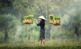 Pirinç demetleri taşıyan Vietnam'lı kadın